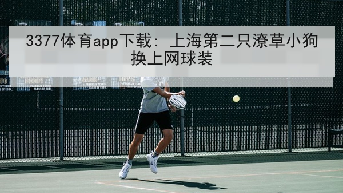 3377体育app下载: 上海第二只潦草小狗换上网球装